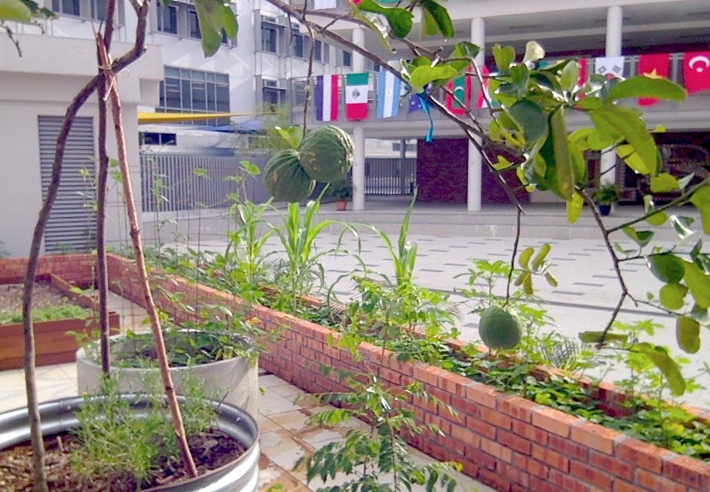 ISKL edible garden project 