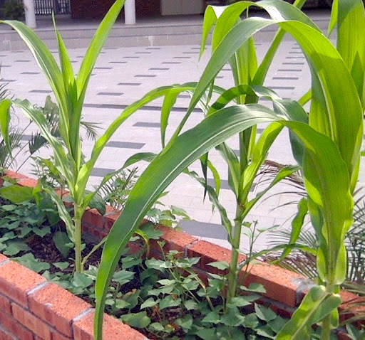 ISKL edible garden project corn tree